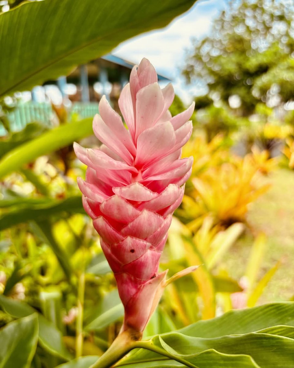 RepPlusUK's tweet image. A bouquet of our islands’ beautiful flowers. For you, from Samoa ❤️

In Samoa, beauty is everywhere, with over 500 native plant species thriving across the islands.

Discover Samoa's natural beauty: samoa.travel

#DiscoverBeautiful #BeautifulSamoa  #RepPlusClient