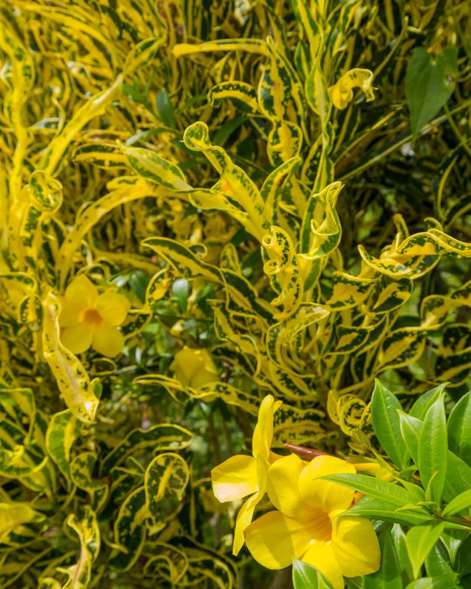 RepPlusUK's tweet image. A bouquet of our islands’ beautiful flowers. For you, from Samoa ❤️

In Samoa, beauty is everywhere, with over 500 native plant species thriving across the islands.

Discover Samoa's natural beauty: samoa.travel

#DiscoverBeautiful #BeautifulSamoa  #RepPlusClient