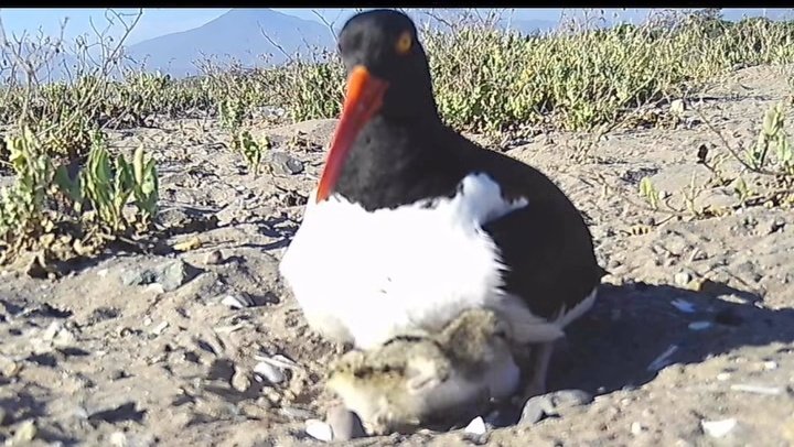 TamaraCasado_V's tweet photo. El Pilpilen anida en nuestras playas, protejamos a  esta  especie y sus crías del paso de vehículos. https://t.co/rZOUZOaXoF