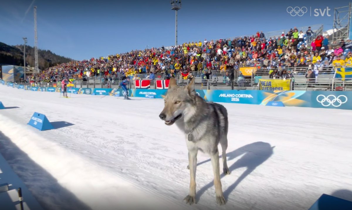 Oskar Kiisk tweet media