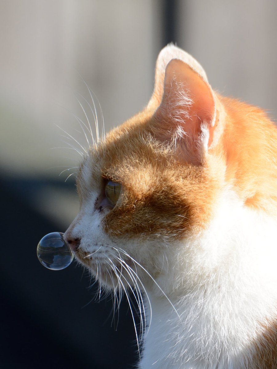 あおいとり🐱写真集「ずっと気まま猫」発売中 (@bluebirdjourney) on Twitter photo 