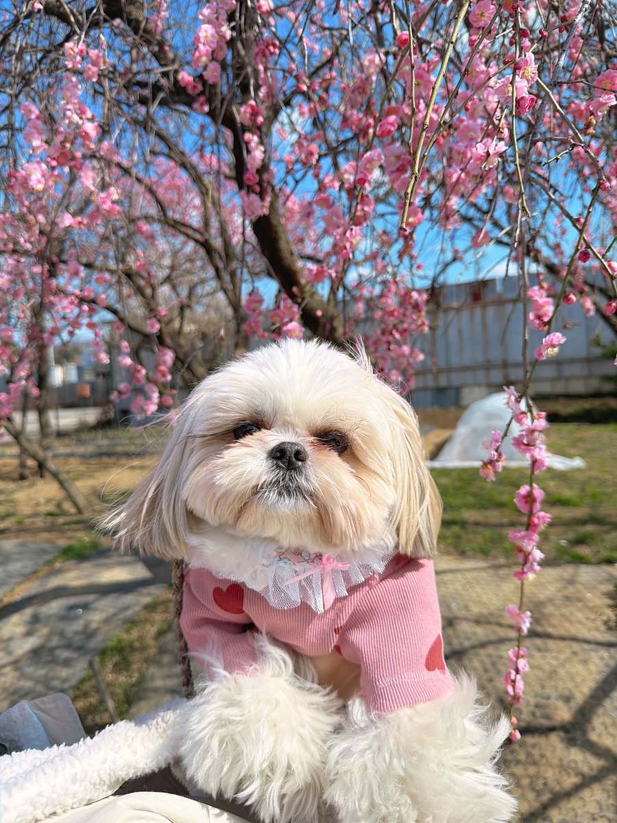 えっちゃん (@BokuEsteban) / Posts / X