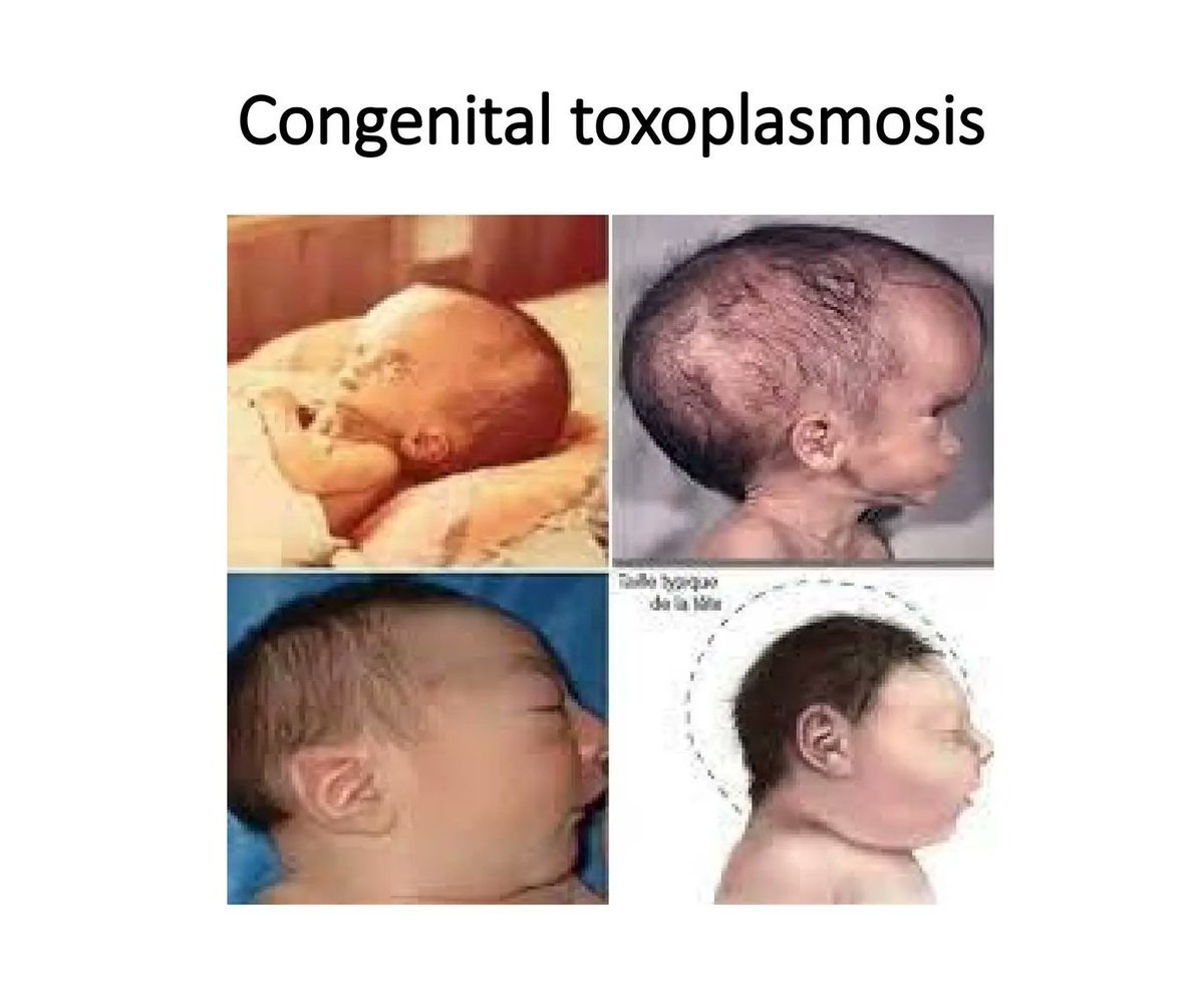 Kedi Köpek seversin hatta tapınabilirsin, insandan üstün görebilirsin, ama evinde sahiplenerek.

Kedici kızılay, köpekçi üniversite, keçili hastane, domuzlu postane, fareci banka olmaz !

Kurumların rehberi karga olamaz !