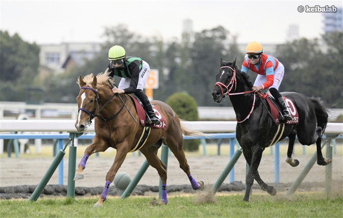 keibalab's tweet photo. 【ありがとうバビット】
バビット
Babbitt
(牡9、栗東・浜田多実雄厩舎)
父ナカヤマフェスタ
母アートリョウコ
母父タイキシャトル
#バビット #引退 #札幌競馬場 #乗馬 
https://t.co/1APPa0uatf https://t.co/RMGOoKZi8v