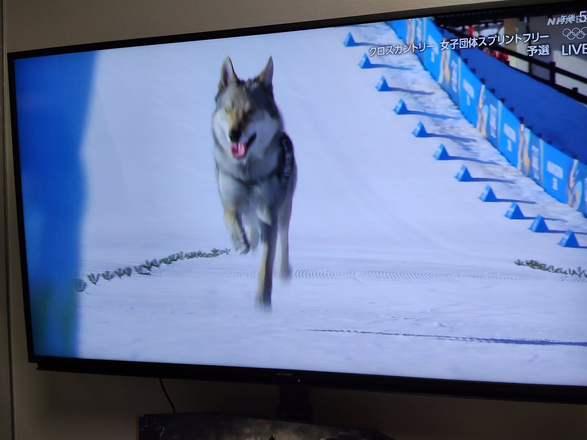 結局この犬の犬種と名前がなんだったのか知りたい すんげーかっこいいな