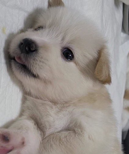 🐶🤍…. #이거백현이