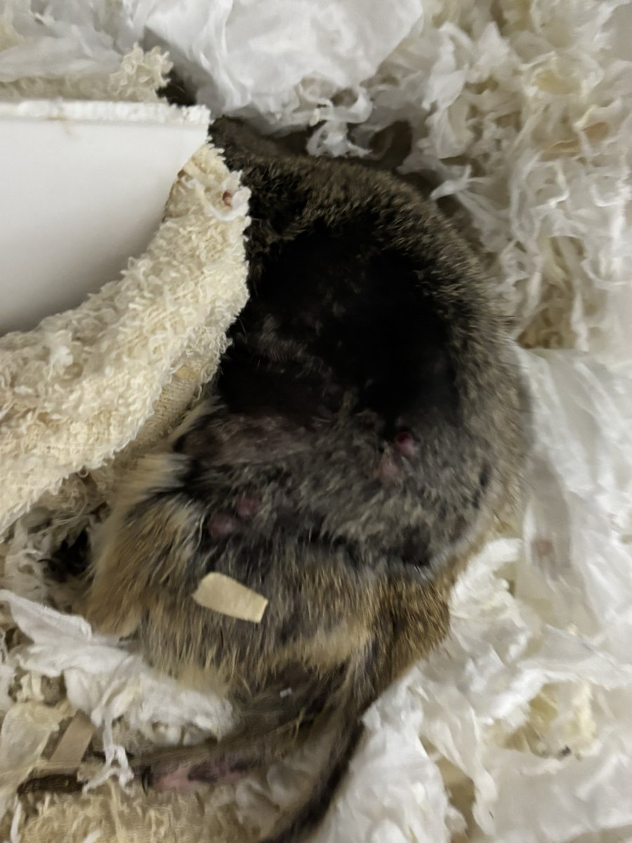 richaremu's tweet photo. 日に日に痩せてきておりまする

れむちゃん闘病生活中

アポクリ増殖中🥲 https://t.co/okIq4t9aFU