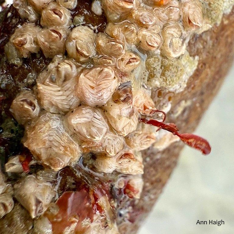 Biodiversity Ireland tweet media