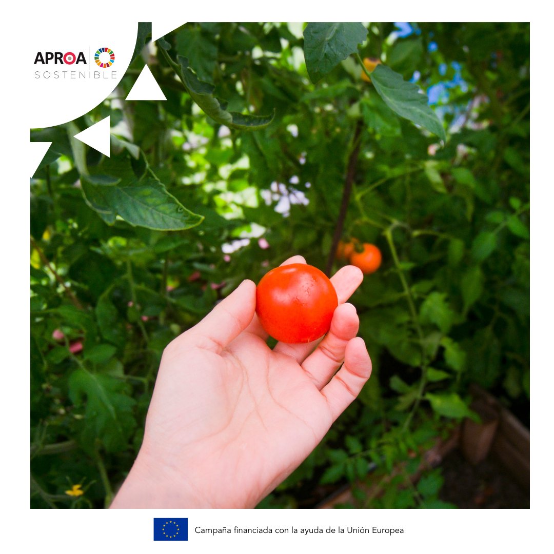 APROA 🌞 tweet media