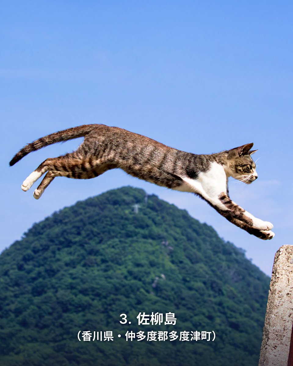 まあたねこを Yahoo!マップ厳選✍️ 2月22日は「ねこの日」 🐾 . 道を歩けば、ねこ