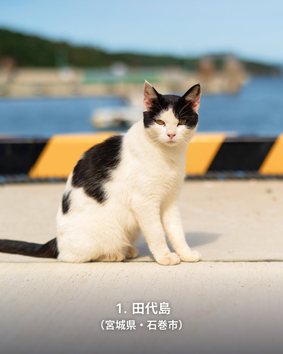 まあたねこを 今日は #ねこの日 🐾 道を歩けば、ねこ🐈️ 港に行っても、ねこ