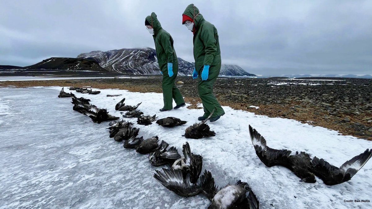 #BirdFlu 

Deadly H5N1 bird flu has ravaged skuas in Antarctica.  
They suffered immensely with severe neurological symptoms—twisted necks, circling behavior—some literally falling from the sky.

This is the first study confirming they died of H5N1 HPAIV.

Details in 🧵