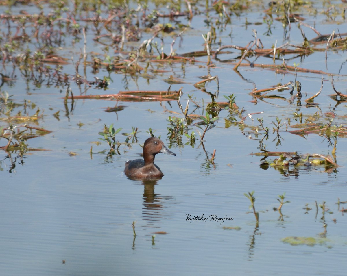 KritikaRanjan6's tweet photo. Mahogany hues and quiet views. The Ferruginous Duck in its element at Haiderpur Wetland !! @IndiAves @skumarias02 @birdsoftheworld @Avibase @Team_eBird #birdwatching #birds #birding #wetland #nature #wildlife #BirdsSeenIn2026 #Haiderpur #duck #birdphotography #BirdTwitter https://t.co/ECKvRmuQjf