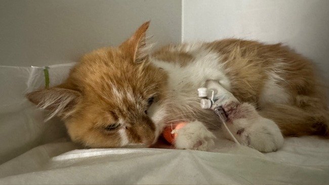 Niestety nie udało się podarować Arizonie na dzień kota najpiękniejszego prezentu - życia.

Brakuje wciąż 335 zł, aby zakupić kolejne dawki leku i dokończyć kurację na FIPA.

Proszę pomóżcie.
pomagam.pl/dlaarizony