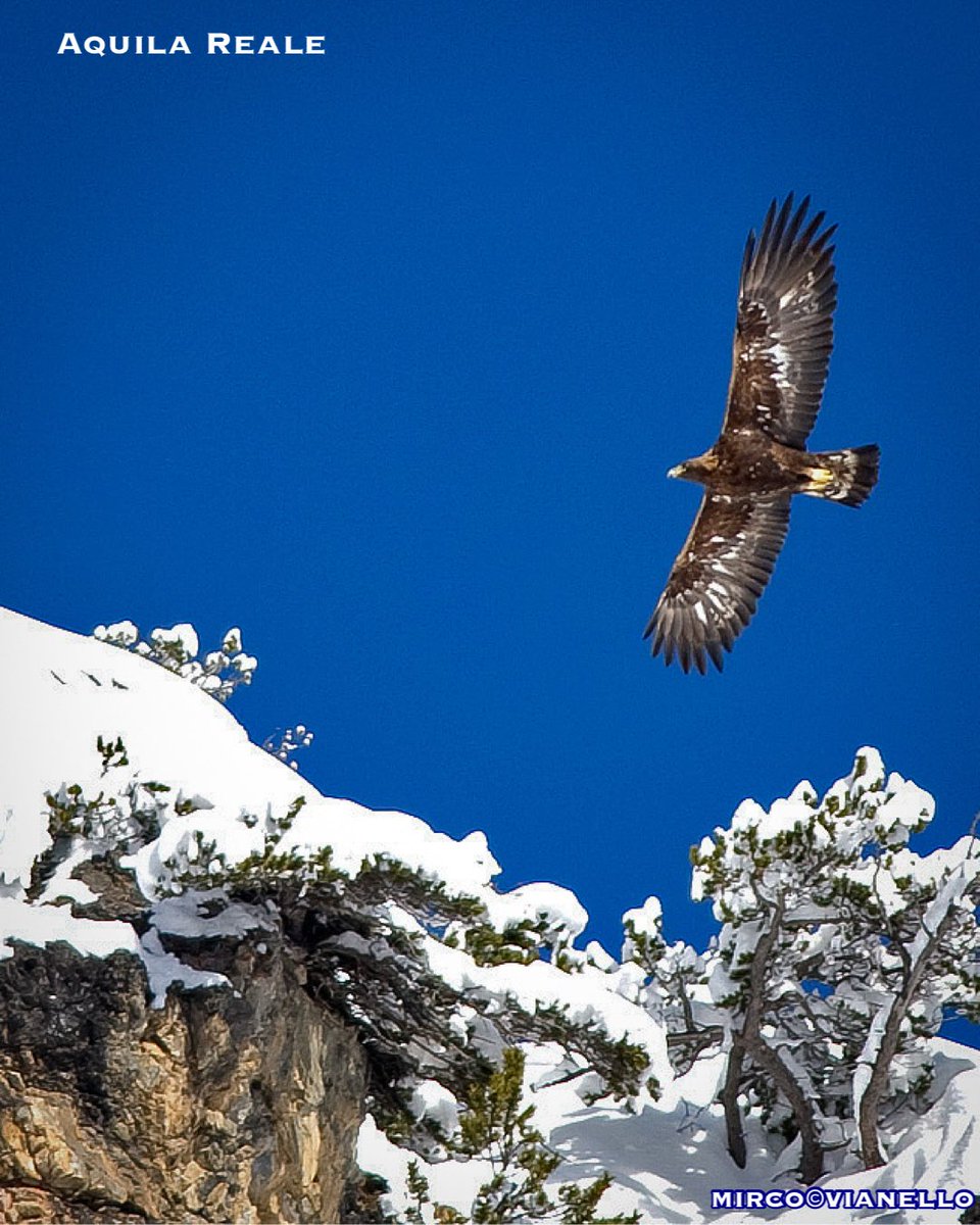 quanuaua's tweet photo. Aquila reale in volo.
Cielo limpido e neve fresca sulle montagne.
Durante le nevicate intense le #aquile difficilmente volano: mancano le correnti ascensionali e il dispendio energetico sarebbe troppo elevato.
Con il ritorno del sereno riprendono quota e tornano a cacciare https://t.co/7VPOIVVAjC