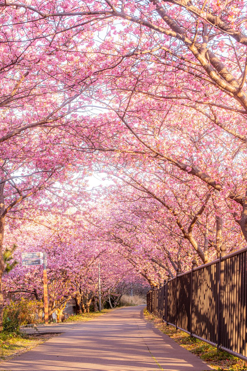 haskap1017's tweet photo. 朝日に照らされる河津桜のトンネルが綺麗でした https://t.co/CgK6QaVJq7