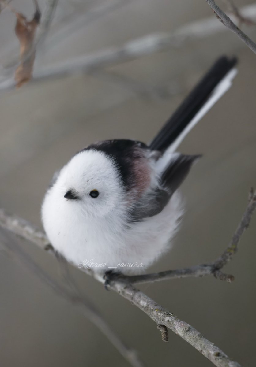 十勝にはこんなに素敵な生き物がいます

#シマエナガ
#十勝へ行こう