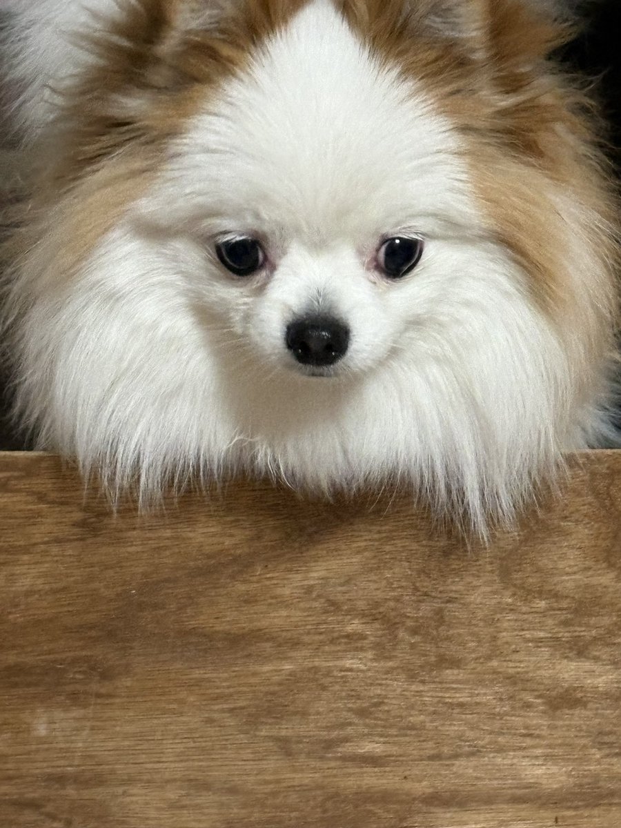 あの…これ… あたち、とびこえられまちぇんけど… #ポメラニアン