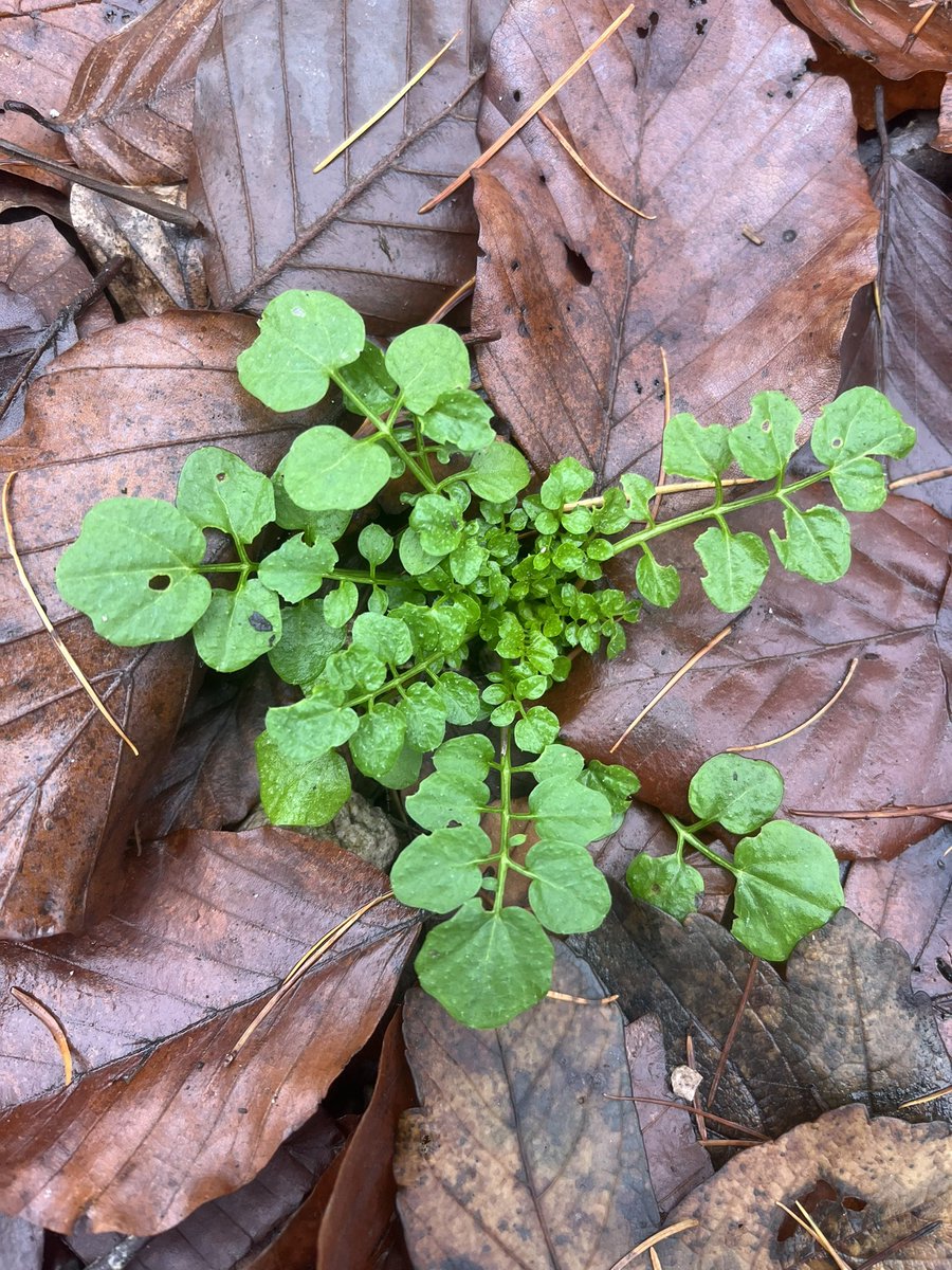 wildschytz's tweet photo. Obwohl es "Schaum" im Namen trägt, hat das Wald-Schaumkraut (Cardamine flexuosa) mit Schaum oder Seife nicht viel zu tun - wie bei allen Schaumkräutern interessiert uns stattdessen vor allem sein Geschmack! Denn Schaumkräuter gehören zu den Kreuzblütlern und enthalten als Fraßschutz Senföle, die bei Verletzung der Pflanze mit Luftsauerstoff zu Schärfestoffen reagieren. Dadurch entsteht ein würzig-scharfer Geschmack, der zwar Insekten abwehrt, aber Menschen umso mehr anzieht: tatsächlich lassen sich Schaumkräuter geschmacklich am ehesten mit Kresse vergleichen! Damit ist auch die Verwendung dieser Wildkräuter so gut wie selbsterklärend - am besten frisch aufs Brot, in Salaten oder übers Essen gestreut, beim Erhitzen geht der Großteil des Aromas verloren. Ganz nebenher gelten Senföle unter anderem als antibakteriell, antiviral und entzündungshemmend, sodass kresseartig schmeckende Pflanzen wie das Wald-Schaumkraut auch noch gegen Erkältungen und ähnliches helfen können!
Erkennbar sind Schaumkräuter relativ gut an ihren filigranen Blattrosetten mit den unpaarig gefiederten Laubblättern, wobei die einzelnen Seitenblättchen rundlich bis eiförmig geformt sind. Gerade um diese Jahreszeit gibt es bei uns mehrere Arten von Schaumkräutern, die alle gleichermaßen verwendbar sind - welche kennt ihr noch, und welche habt ihr vielleicht schon mal probiert? Schreibt's in die Kommentare!