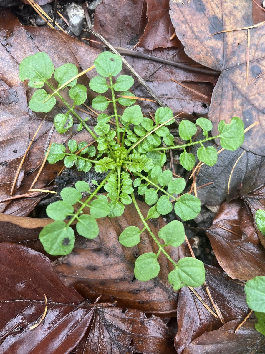 wildschytz's tweet photo. Obwohl es "Schaum" im Namen trägt, hat das Wald-Schaumkraut (Cardamine flexuosa) mit Schaum oder Seife nicht viel zu tun - wie bei allen Schaumkräutern interessiert uns stattdessen vor allem sein Geschmack! Denn Schaumkräuter gehören zu den Kreuzblütlern und enthalten als Fraßschutz Senföle, die bei Verletzung der Pflanze mit Luftsauerstoff zu Schärfestoffen reagieren. Dadurch entsteht ein würzig-scharfer Geschmack, der zwar Insekten abwehrt, aber Menschen umso mehr anzieht: tatsächlich lassen sich Schaumkräuter geschmacklich am ehesten mit Kresse vergleichen! Damit ist auch die Verwendung dieser Wildkräuter so gut wie selbsterklärend - am besten frisch aufs Brot, in Salaten oder übers Essen gestreut, beim Erhitzen geht der Großteil des Aromas verloren. Ganz nebenher gelten Senföle unter anderem als antibakteriell, antiviral und entzündungshemmend, sodass kresseartig schmeckende Pflanzen wie das Wald-Schaumkraut auch noch gegen Erkältungen und ähnliches helfen können!
Erkennbar sind Schaumkräuter relativ gut an ihren filigranen Blattrosetten mit den unpaarig gefiederten Laubblättern, wobei die einzelnen Seitenblättchen rundlich bis eiförmig geformt sind. Gerade um diese Jahreszeit gibt es bei uns mehrere Arten von Schaumkräutern, die alle gleichermaßen verwendbar sind - welche kennt ihr noch, und welche habt ihr vielleicht schon mal probiert? Schreibt's in die Kommentare!