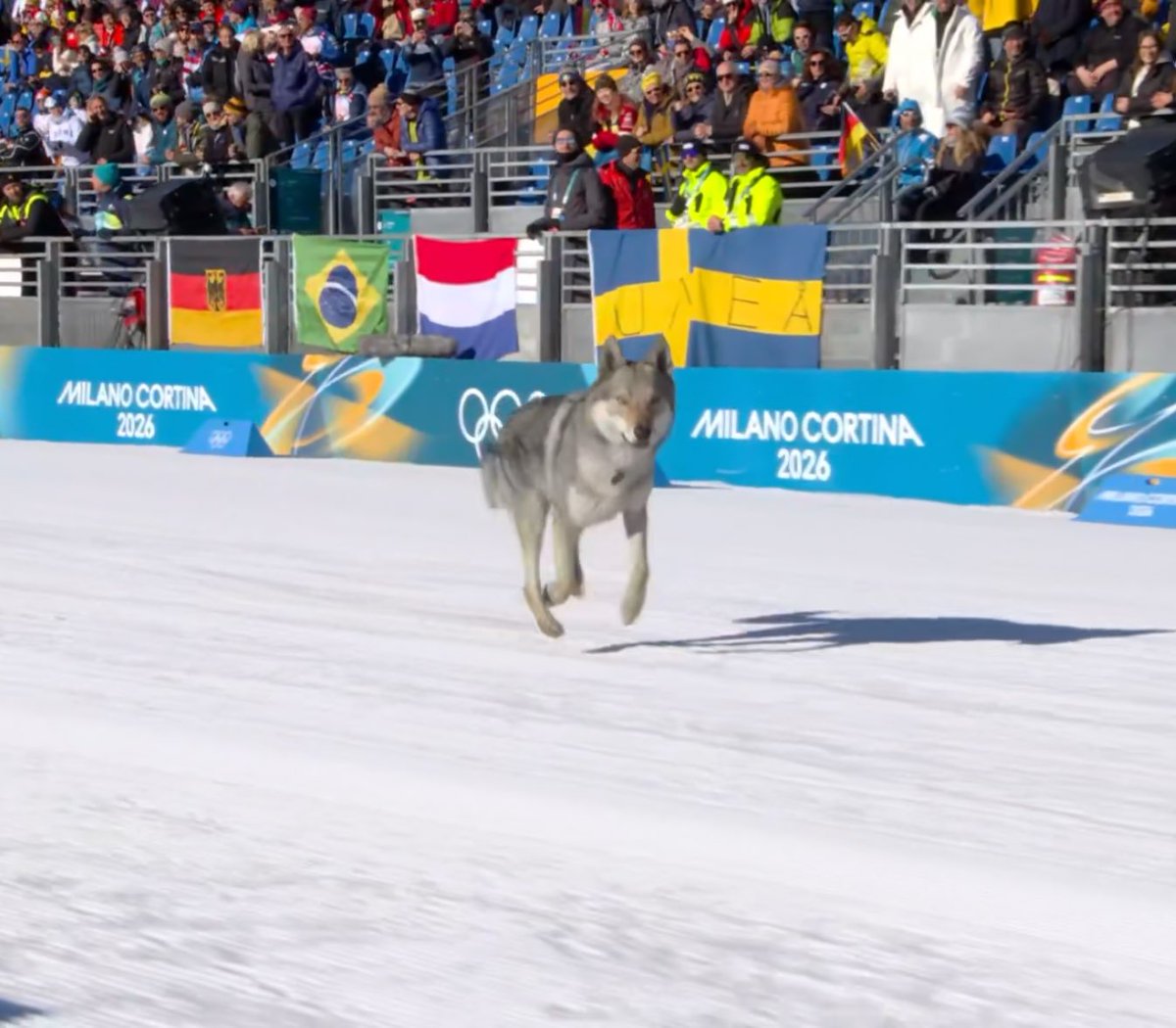 GOAT🇸🇪 tweet media