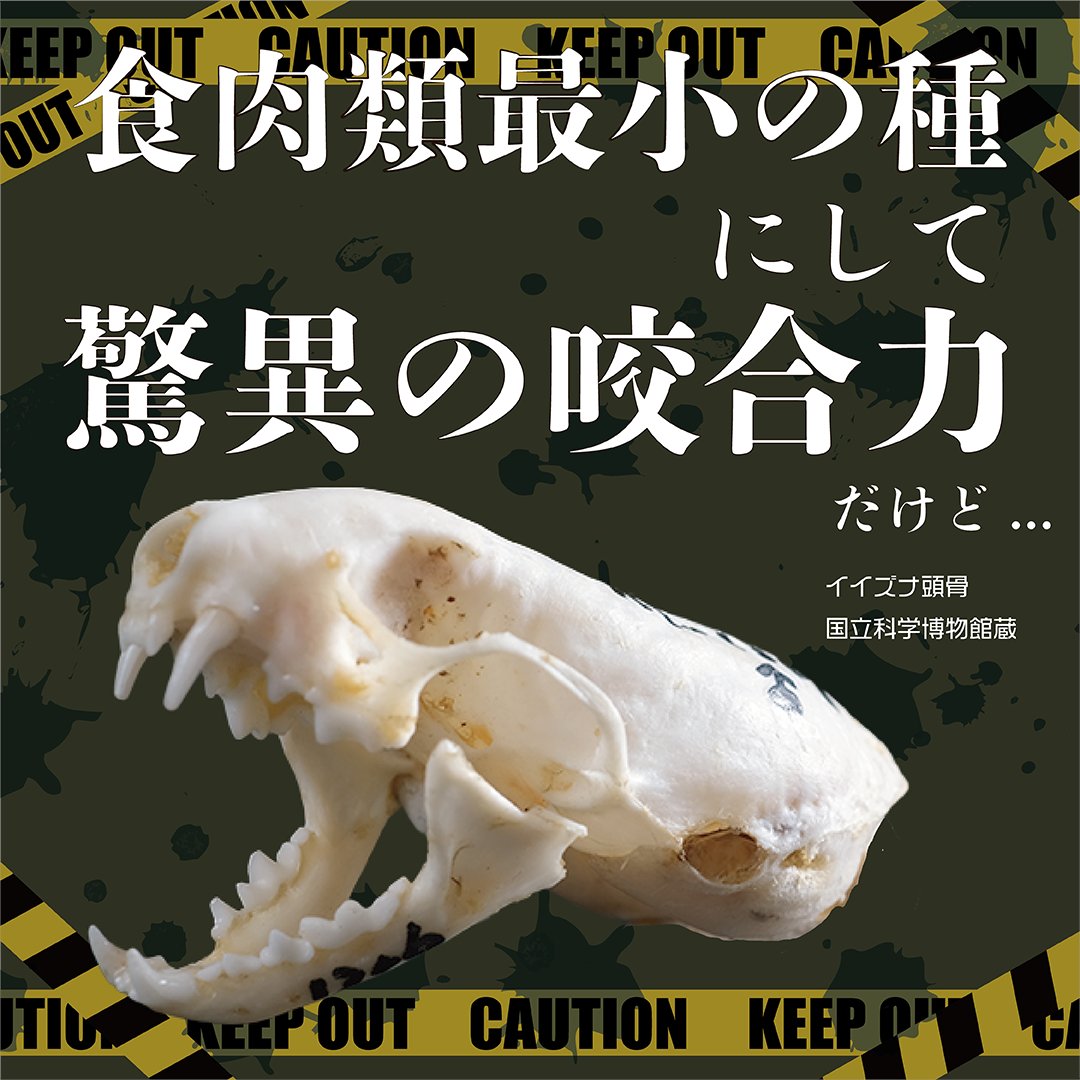 かわいい見た目にだまされるな⚠️ 🐯特別展「超危険生物展 科学で挑む