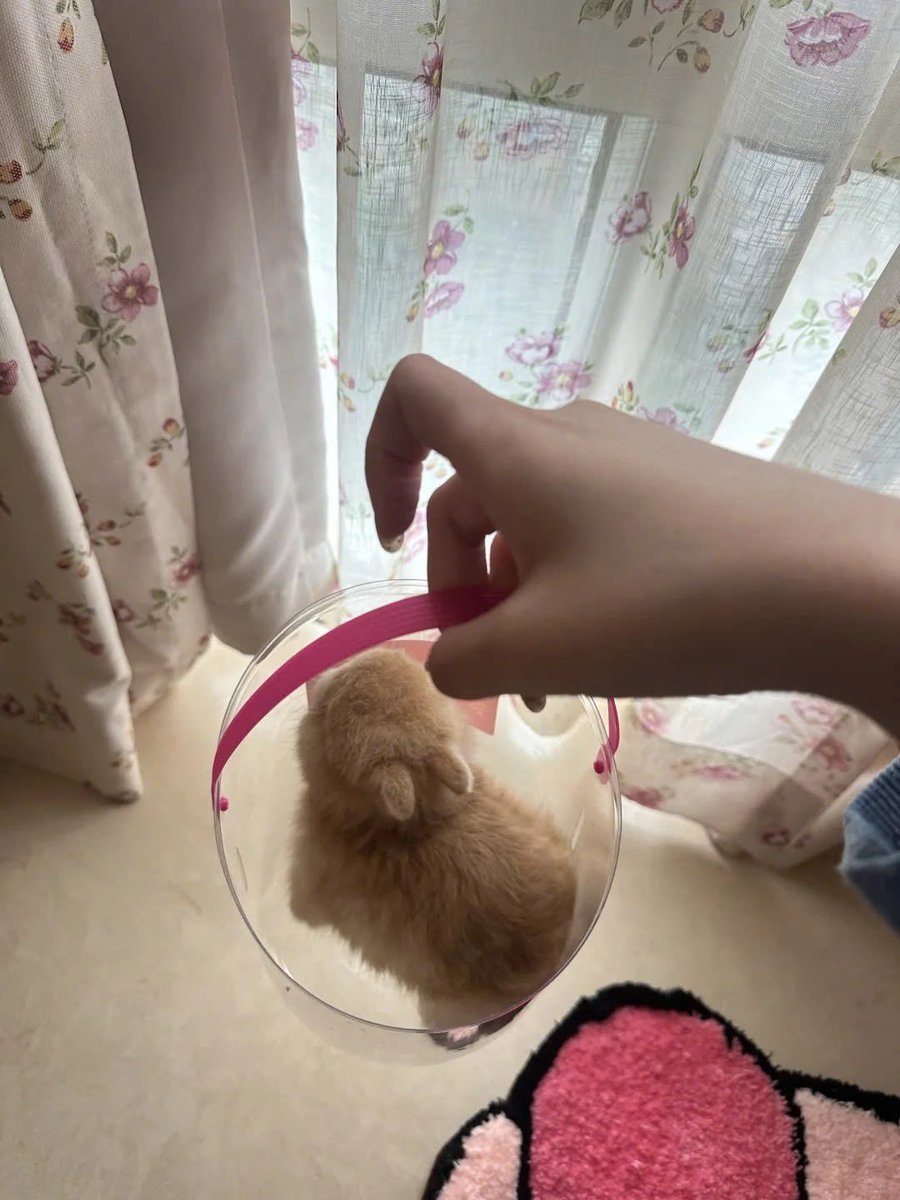 Why you should have a rabbit (@shouldhaverabit) on Twitter photo 