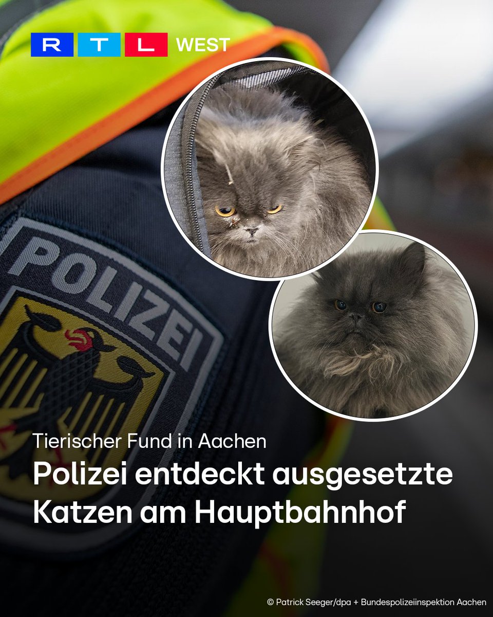 RTLWEST's tweet image. Tierische Entdeckung am Hauptbahnhof in #Aachen: #Bundespolizisten haben an einem Seiteneingang eine abgestellte #Tasche gefunden. Darin: zwei ausgesetzte Katzen. Videoaufnahmen zeigen einen Mann, der die Tasche zuvor abgestellt hat. Kurze Zeit später meldete er sich im