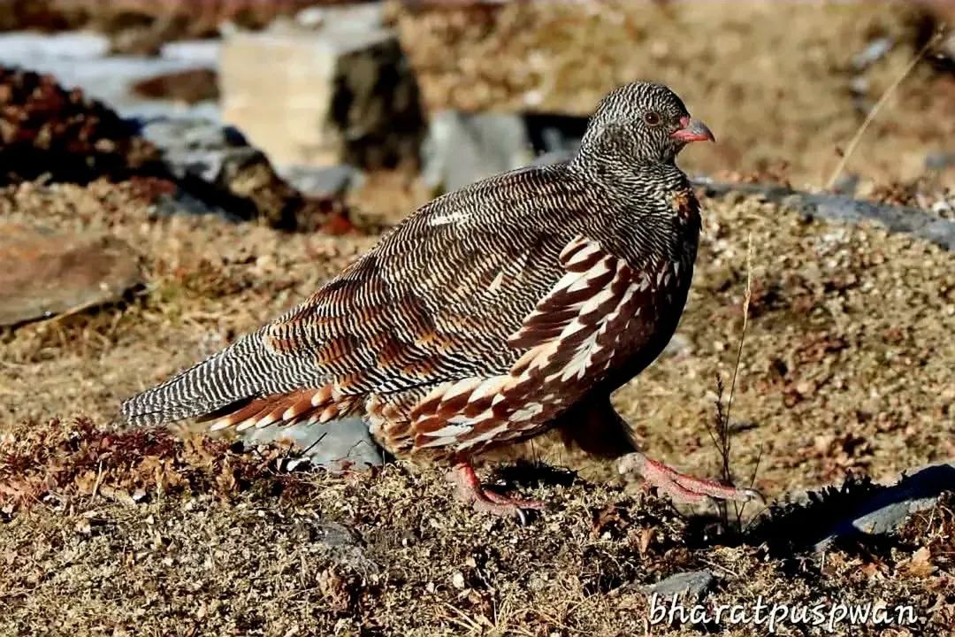 GuideBirding's tweet photo. Snow Partridge still active in Tungnath region so come and explore it with us and other species of birds as well himalayan monal koklash pheasant Vultures many more we organizes bird photography tours for Chopta Contact us on Bharat Puspwan +919719875326 https://t.co/pUOZOvHMPr
