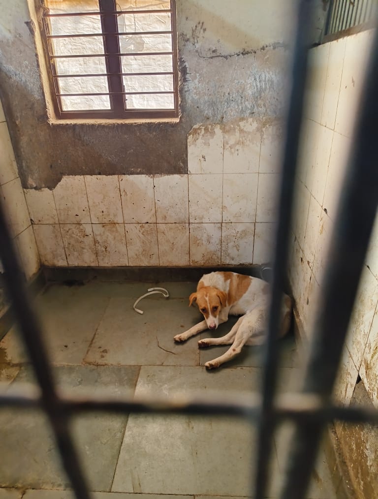 Ajay Joe tweet media