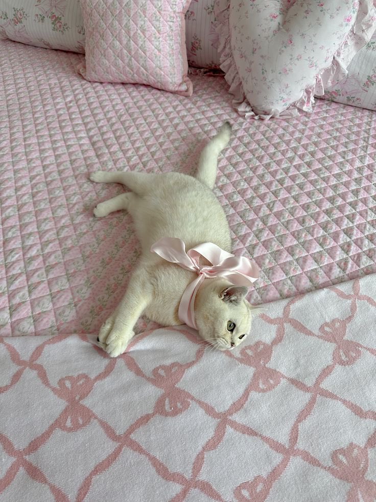 Cute Animals🐽🫧🐈✨ tweet media
