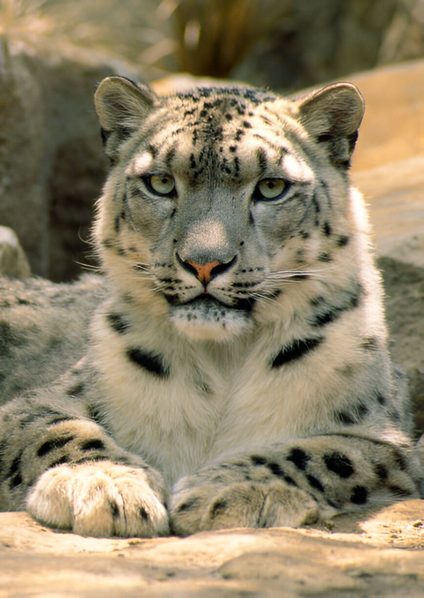 daily sneps tweet media