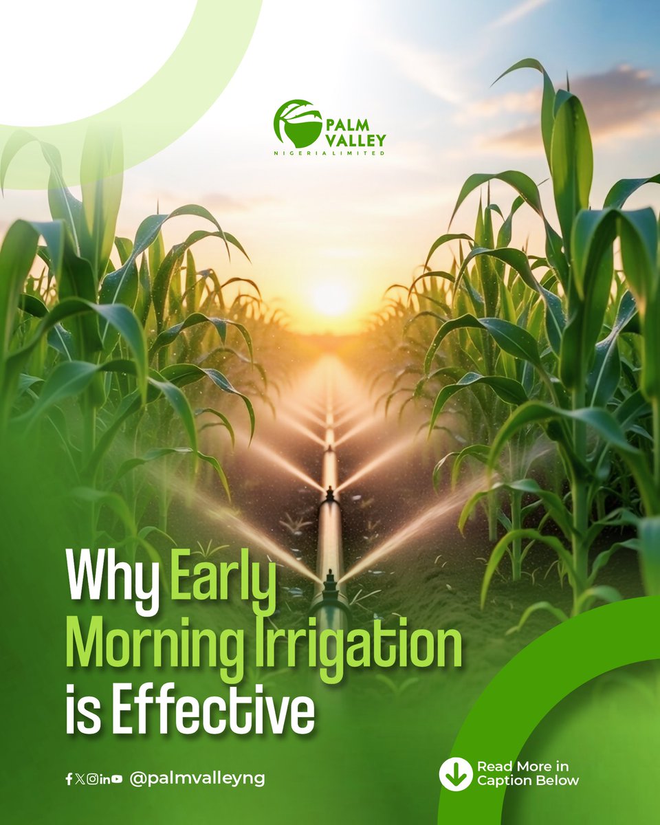 palmvalleyng's tweet photo. Early morning irrigation works best: cooler temps and lighter winds reduce evaporation, so more water reaches roots. Leaves dry faster, lowering disease risk, and plants stay hydrated to handle daytime heat.
#pvnl #didyouknow #farmpractices https://t.co/JpIwsSoCEL