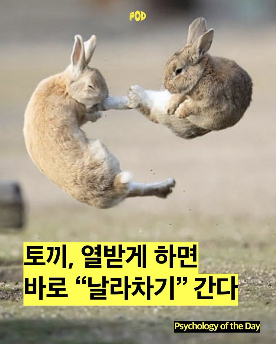imfromsram's tweet photo. 아웃겨
토끼는기세다 https://t.co/ZkOtHjAUjF