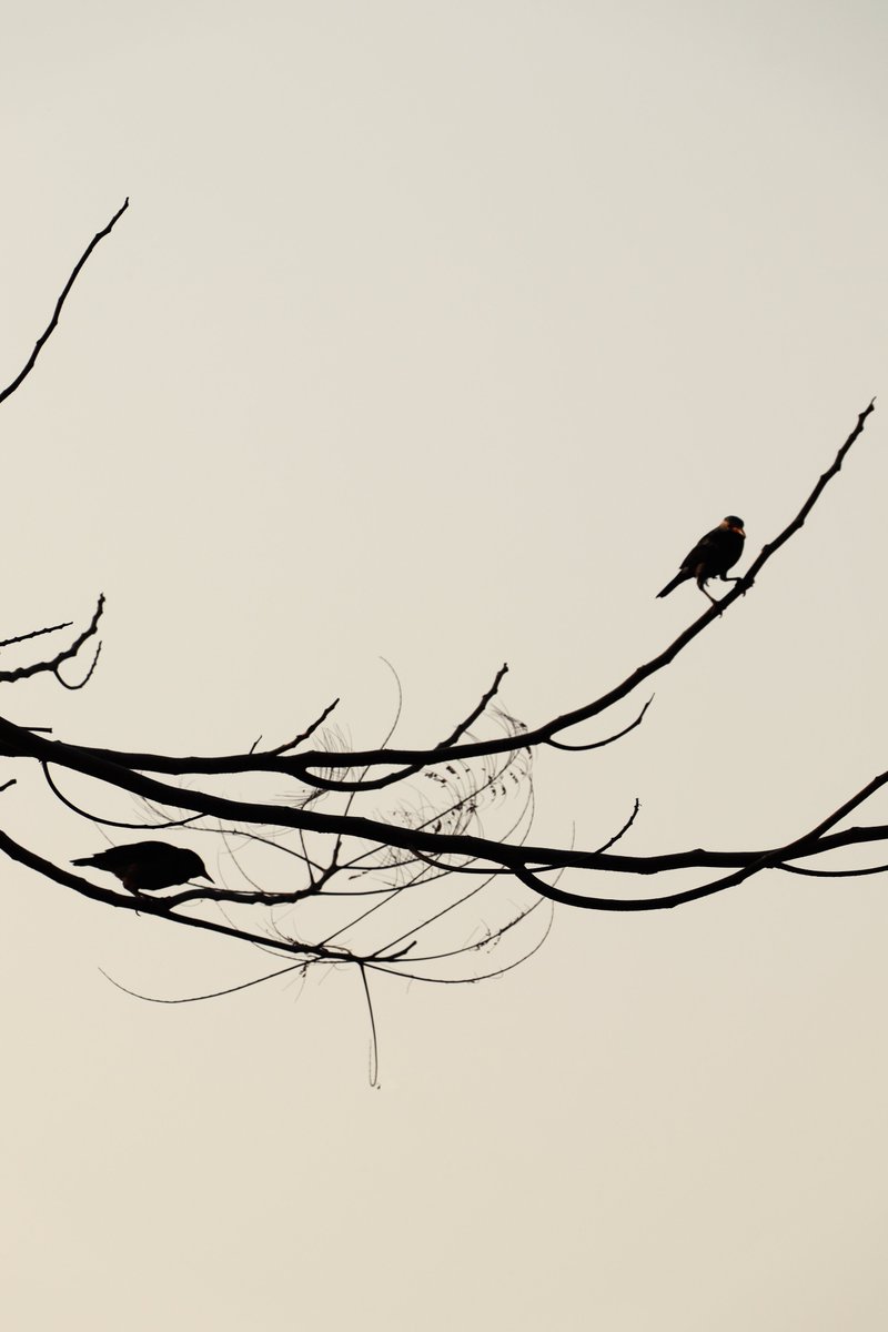 onshakirgallery's tweet photo. Show off.
#onshakirgallery
#streetphotography
 #photooftheday #underratedphotographer #experimentalphotography https://t.co/MdeOCdMD6R