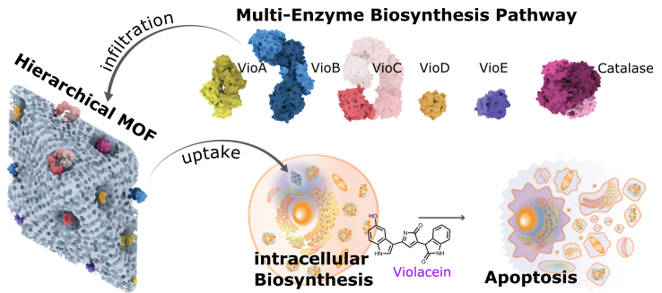 raikgruenberg's tweet photo. #Proteins are team players! We have packed a six-protein biosynthesis #pathway into #MOF #nanoparticles and turned them into #SyntheticOrganelles for  intracellular #drug #biosynthesis -- The most complex protein system yet delivered into cells. Preprint: https://t.co/UhVMucAfJc https://t.co/l7BjST2Kxk