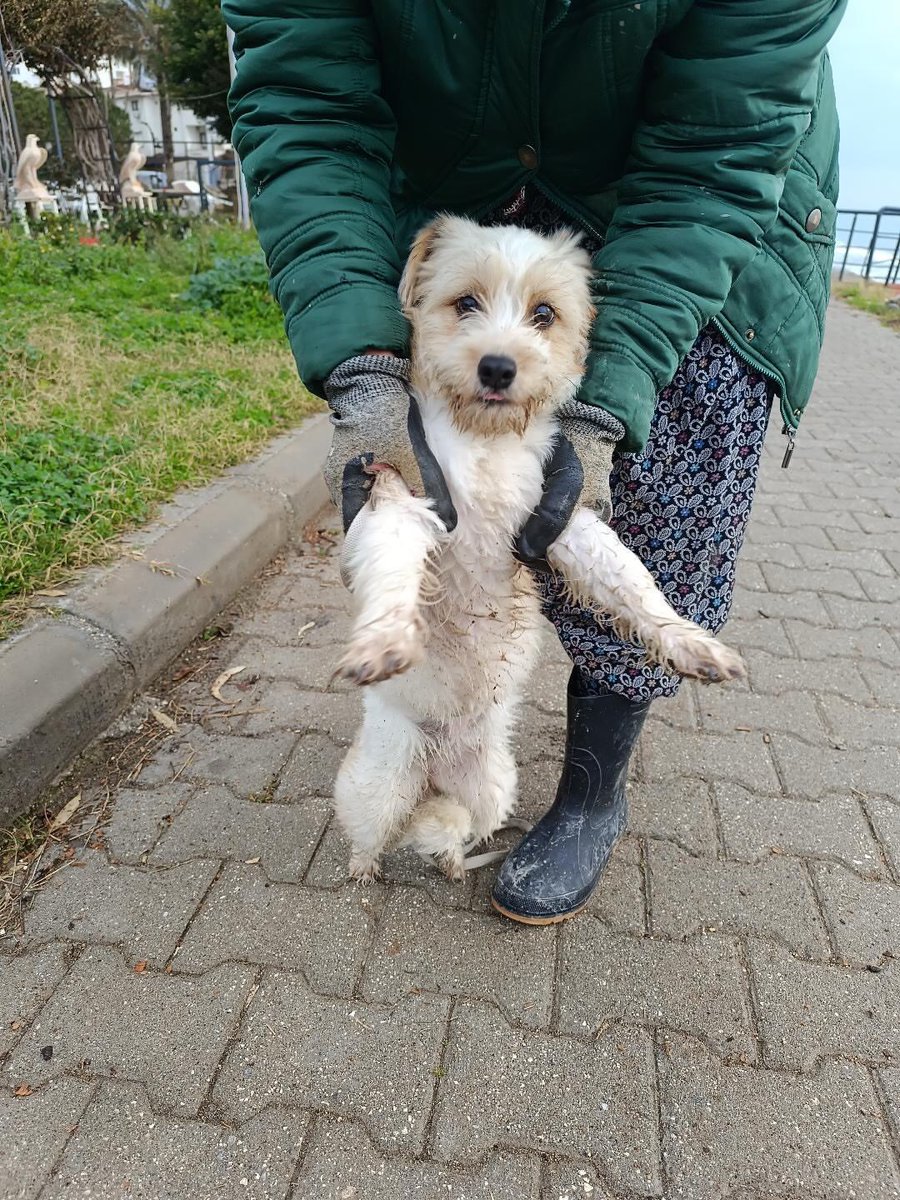 Bu yavruyu Davultepe sahilinde bulduk. Şu an sitede muhafaza ediliyor. Kaybı olanlar İnstagram <a href="/mellec/">نيفين جويدة</a>.a ile iletişime geçsin lütfen. Sahibi bulanamadığı takdirde sahiplendirme yapacağız.