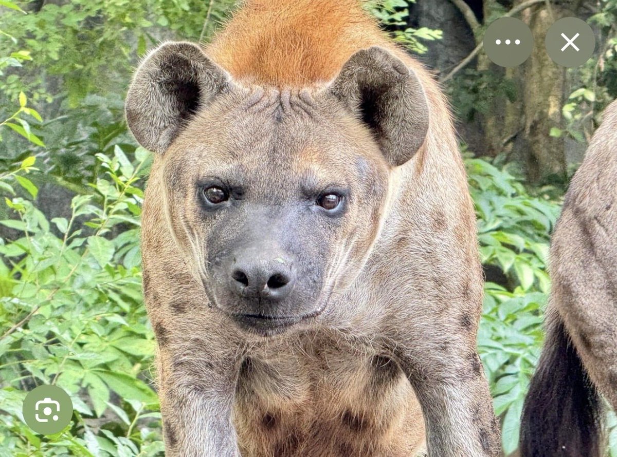 hiilittle_rain's tweet image. ก็ไม่ได้อยากจะบุลลี่ แต่… 
เชียงใหม่                                     เขาเขียว