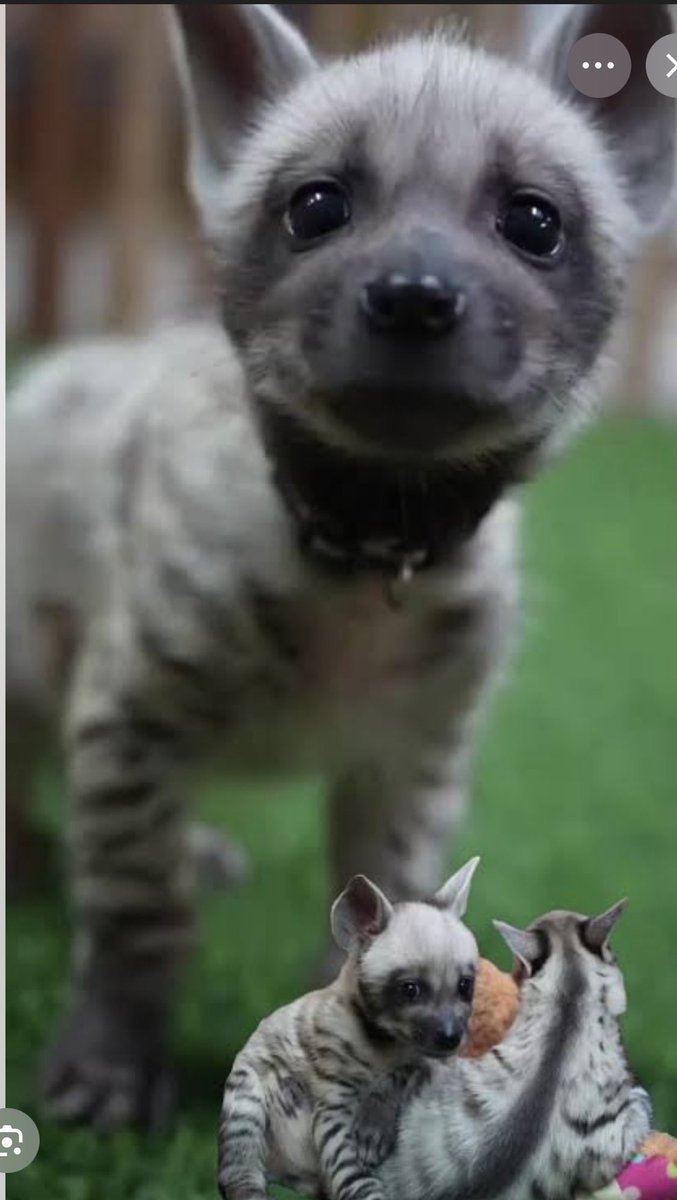 hiilittle_rain's tweet image. ก็ไม่ได้อยากจะบุลลี่ แต่… 
เชียงใหม่                                     เขาเขียว