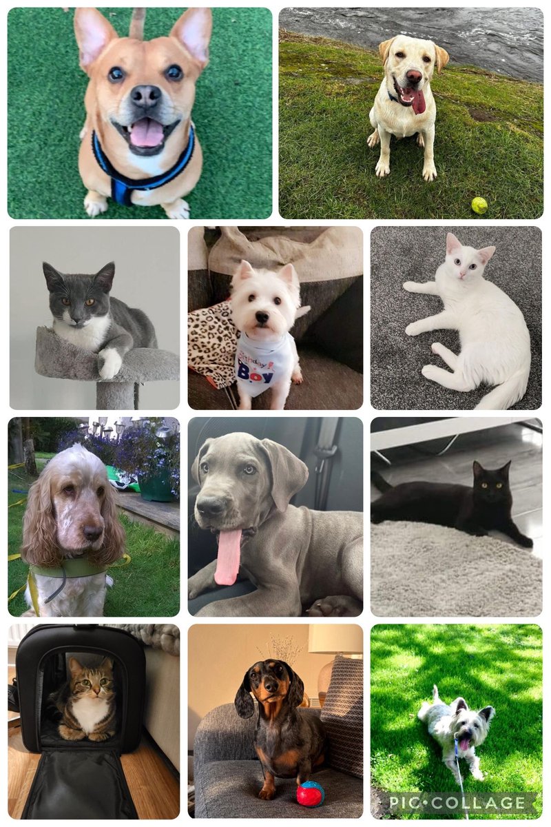 ‼️WARNING - Extreme cuteness alert‼️

It’s National Love Your Pet Day… as if we needed an excuse! 💙

Meet some of the adorable faces belonging to our team who give us the best welcome home after a long day at work. 🐈🐾🐕‍🦺