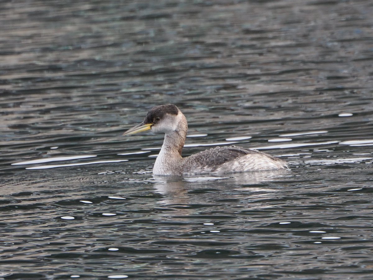 #水鳥曜日 です　冬羽のアカエリカイツブリ　
こちらでは冬鳥なので綺麗な夏羽は見れません。　
#アカエリカイツブリ　
#カイツブリ　#野鳥