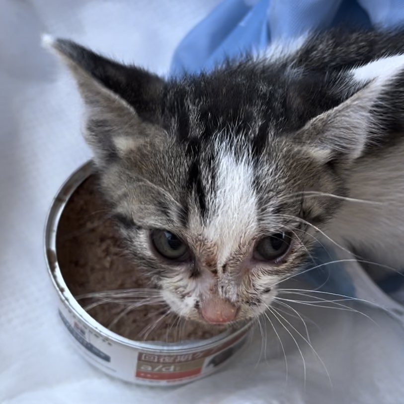 Post by 大宮 陽和 on X: ごまちゃん💖