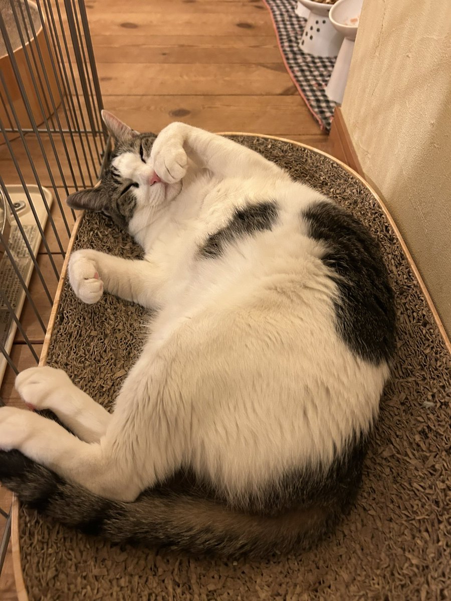 Post by 大宮 陽和 on X: ごまちゃん💖