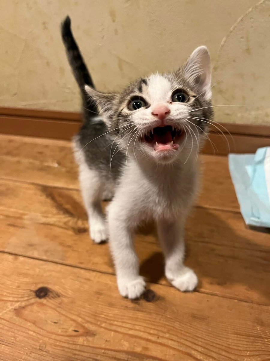 Post by 大宮 陽和 on X: ごまちゃん💖