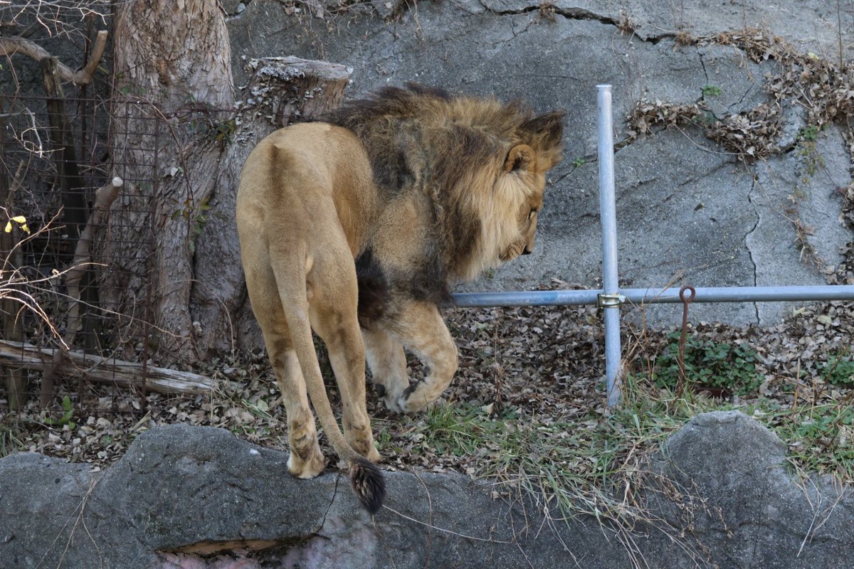 はぢっこ攻めすぎなオトコﾉｺ🦁✨ ④モートを覗くその姿、かわいくて
