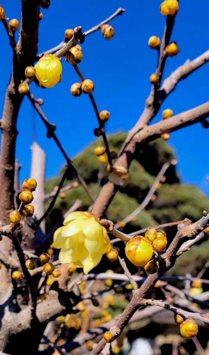 花日記 Community on X - 307 Members