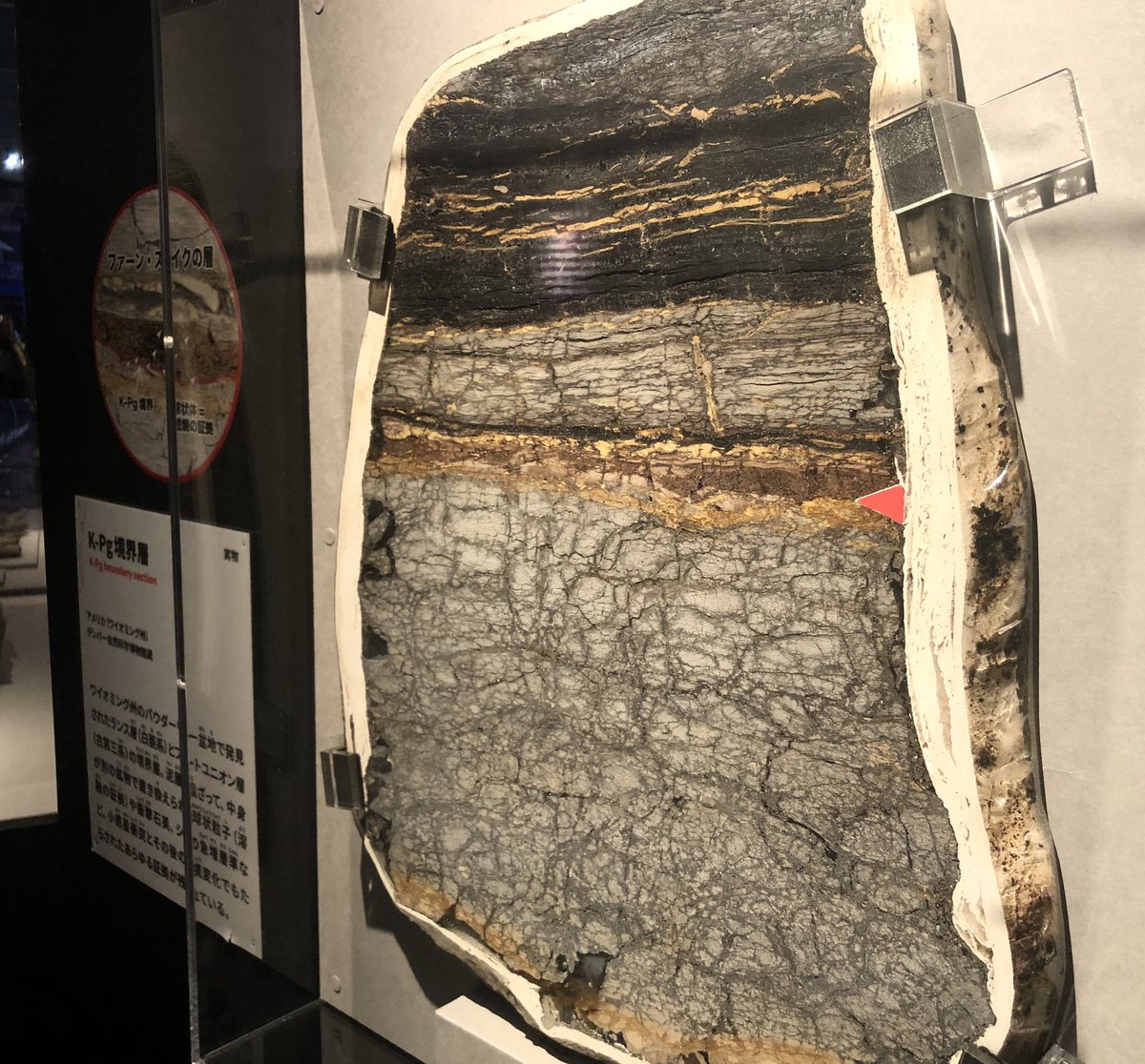 大絶滅展の個人的感動ポイント①

K-Pg境界層の実物標本！！

まさに圧巻の一言！！

見た目は普通の地層のようですが、巨大隕石の衝突の痕跡が保存されていると知った上で改めて見ると、きっと見えかたが変わるかも…？

普通の顔して実はすごいやつ。地層って、そんなものなのです。だから面白い！！