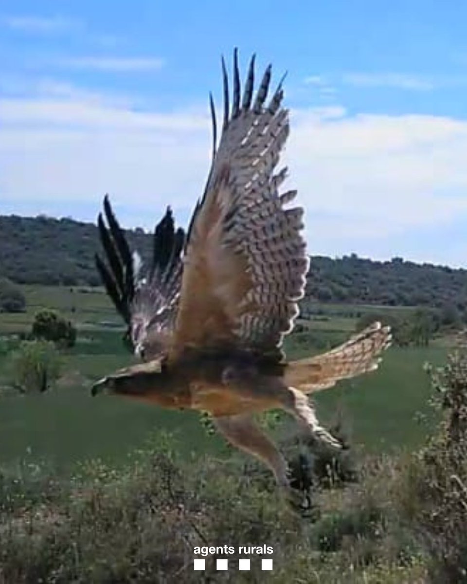agentsruralscat's tweet photo. 🦅 Denunciem dues persones per escalar en zona prohibida per la nidificació de l’àguila cuabarrada (Aquila fasciata) al paratge del Coscoll (la Noguera)

🚫 L'escalada a la zona es prohibeix de l’1 de gener al 30 de juny, el període de cria d’aquesta espècie en perill d’extinció https://t.co/5VsA2AQ0ZU