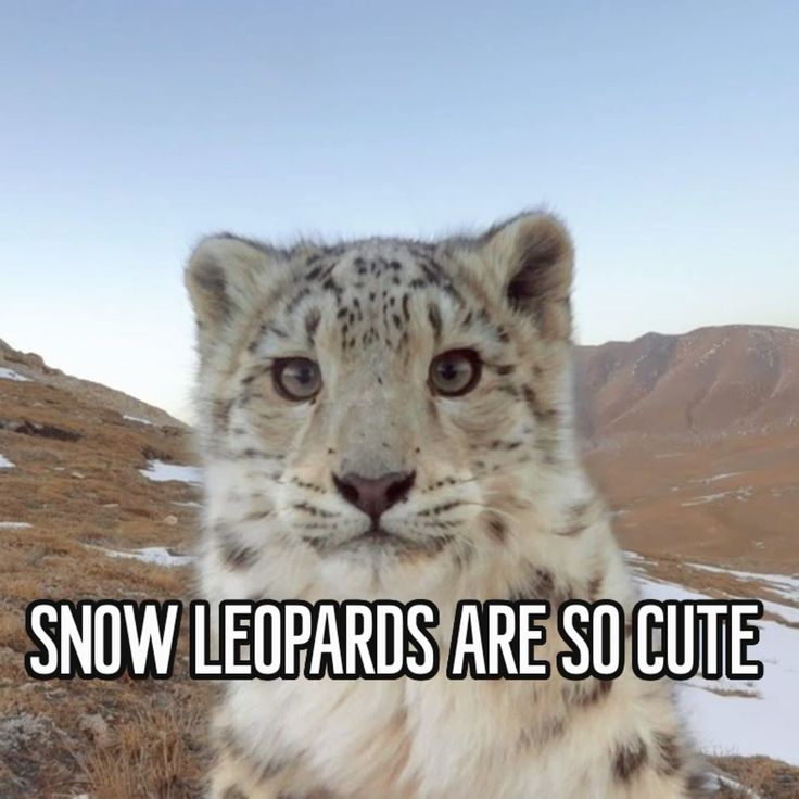 -Jakko- 🔜 CFZ tweet media