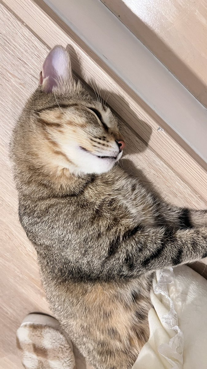 ตอนขอมั่นใจมากว่าอุดมาแล้วทุกช่องโหว่ ยืนอ่านตรงนั้นอยู่30นาที สรุปลืมขอว่าขอเป็นคน พระเจ้าเลยส่งแมวที่รักเราที่สุดในโลกมาให้แทน